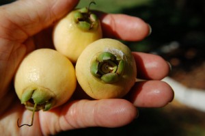 rose apples